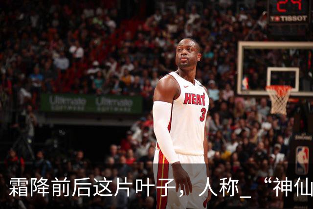 霜降前后这片叶子，人称 “神仙叶”！晒干熬汤泡水喝，润肺疏肝！